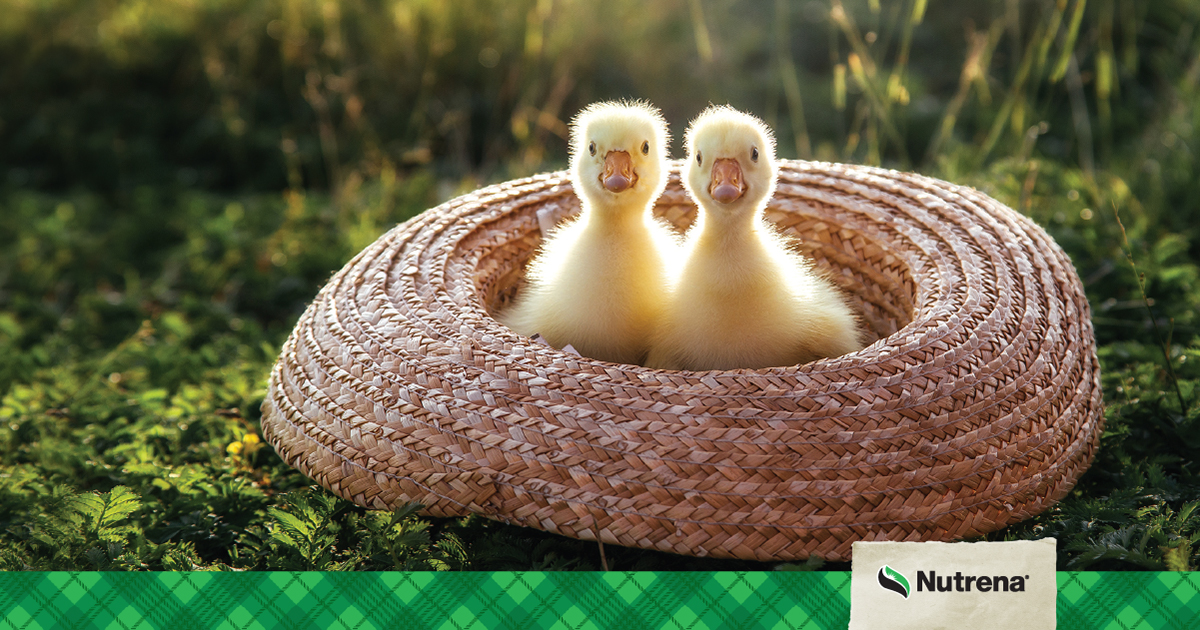 Maximizing Duck & Goose Egg Production, Buy Duck Eggs Online