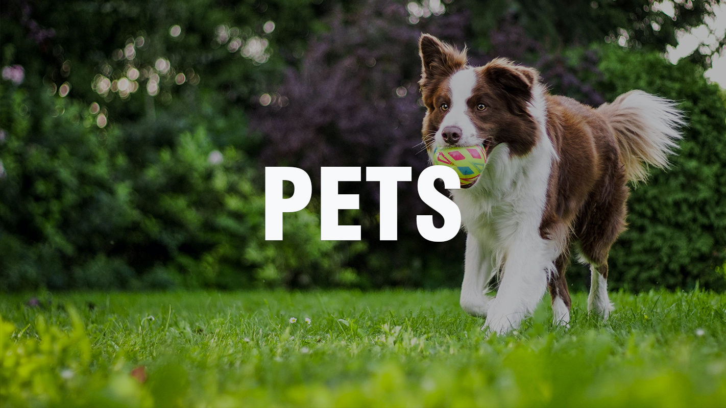 Atwoods Blog - Pets