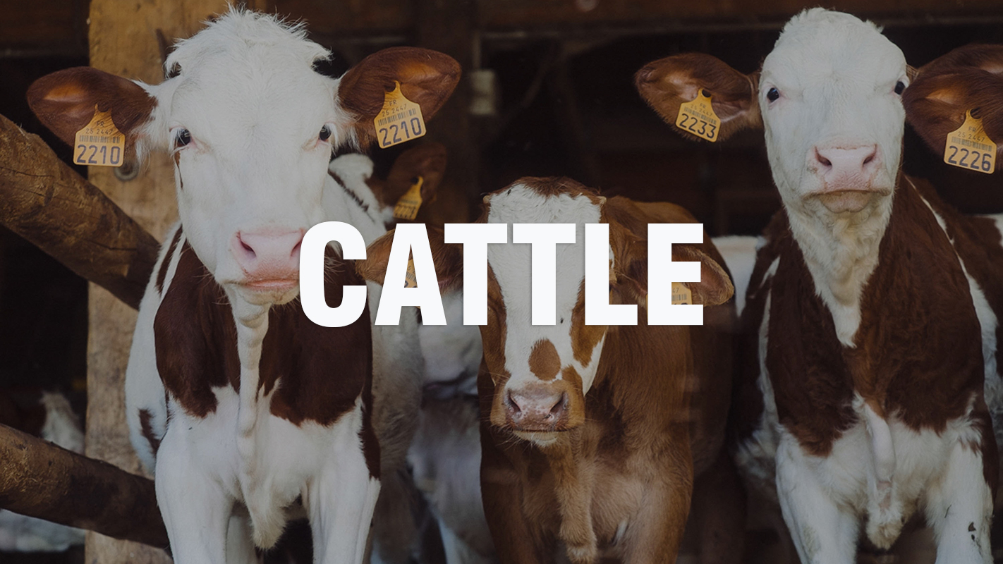 Atwoods Blog - Cattle