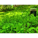 Domain Outdoor Hot Chic Food Plot Mix, 3 lbs