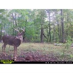 Domain Outdoor Stockpile Deer Block, 20 lbs