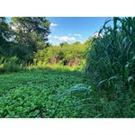 Domain Outdoor Incognito Food Plot Mix, 3.25 lbs