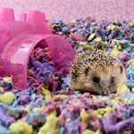 Carefresh Small Animal Bedding Confetti, 23L