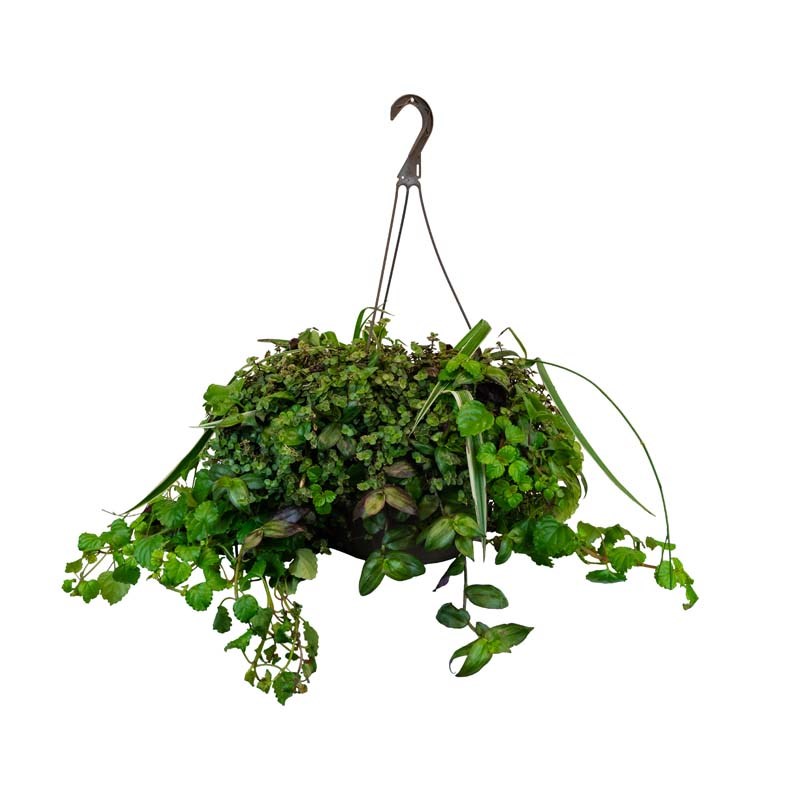 11-inch Hanging Plant Basket