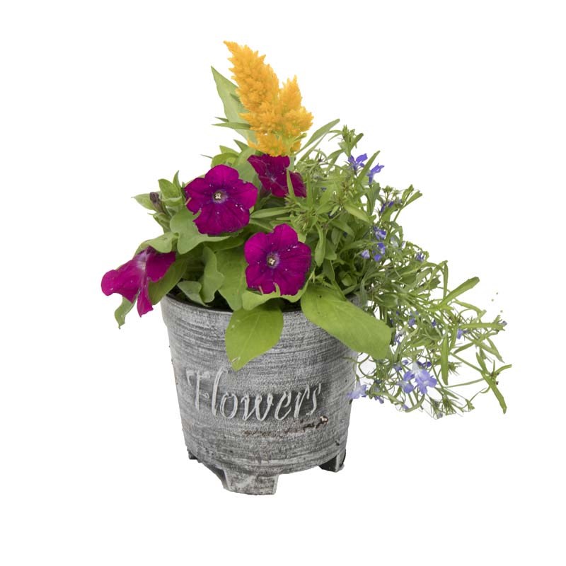 6-inch Flower Pot Combo