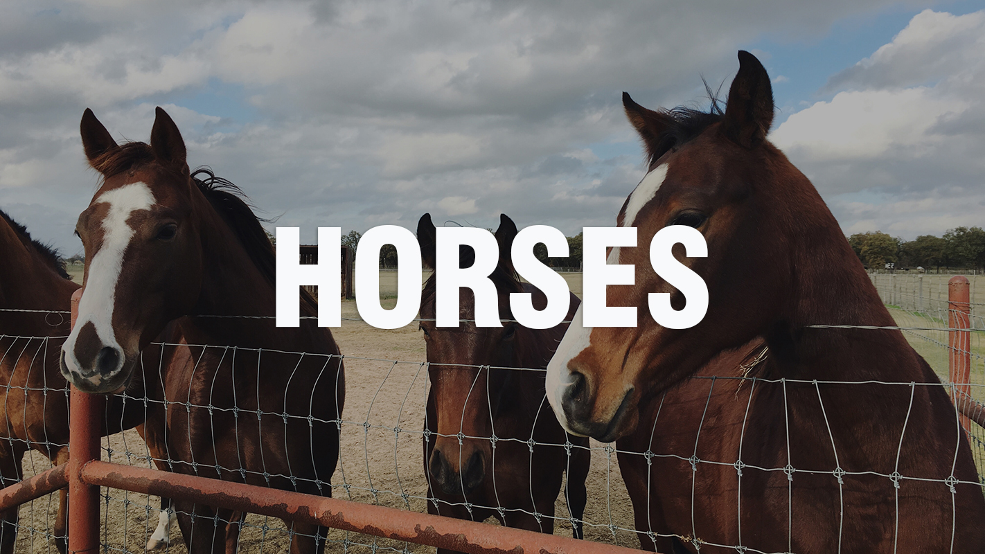 Atwoods Blog - Horses